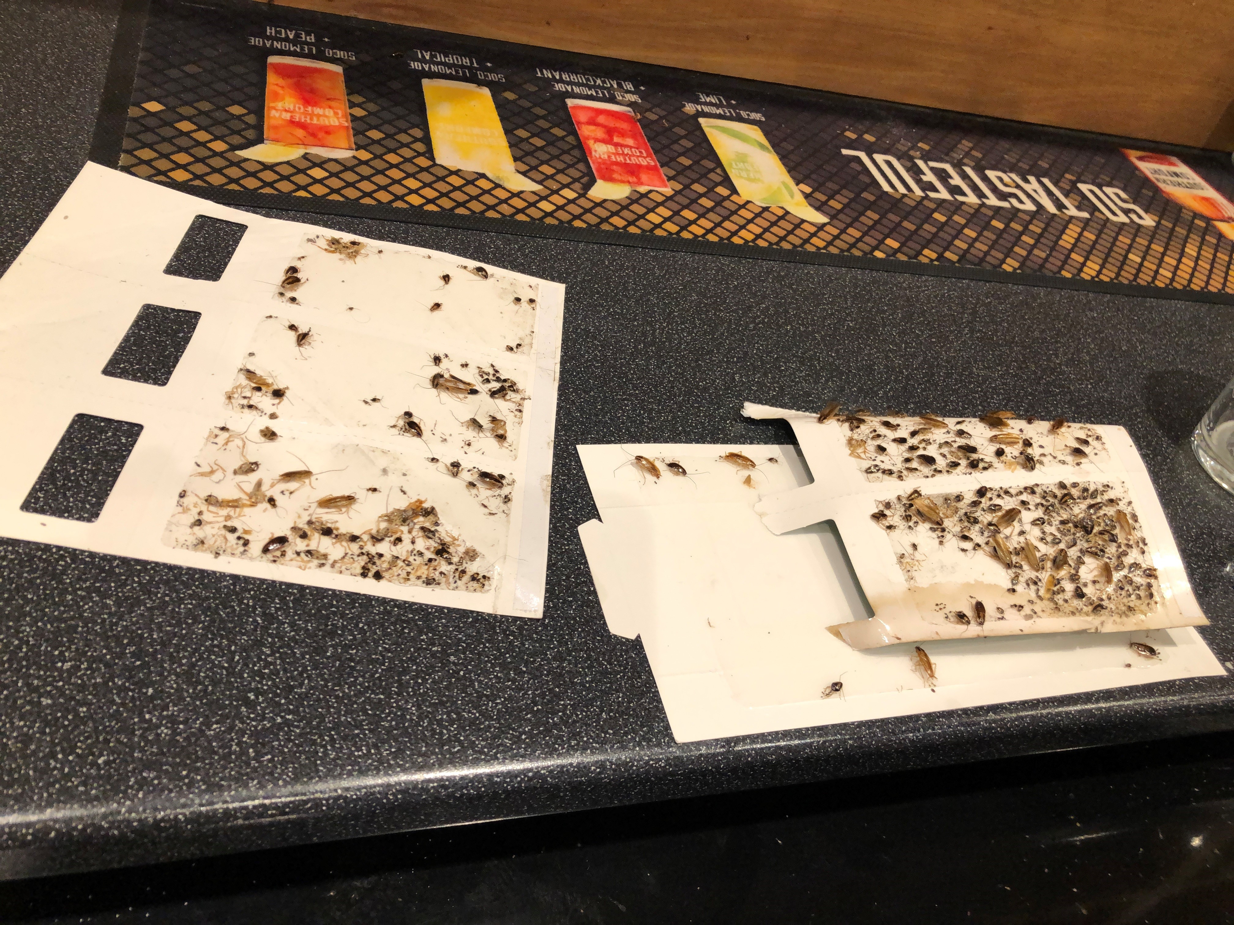 Court grants an Emergency Prohibition Order on a Lampeter business