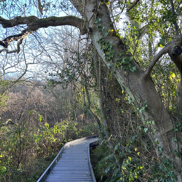 Gwarchodfa Natur Cilgerran