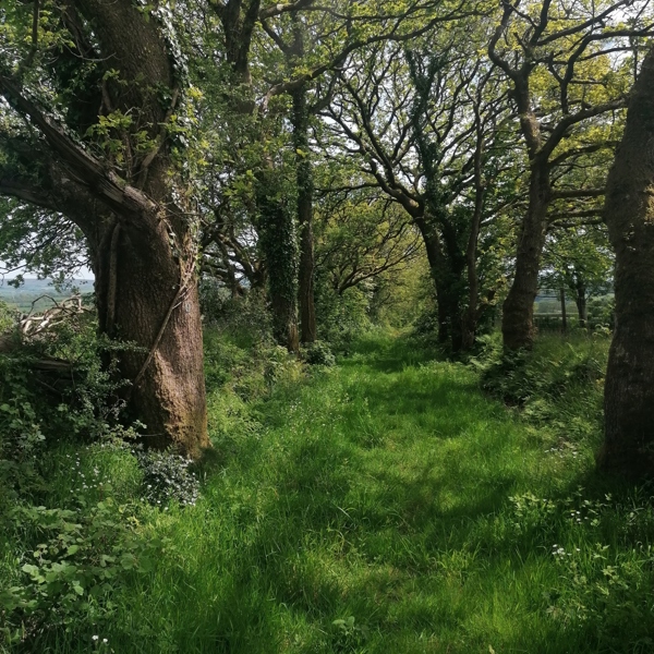 Capel Dewi - Coed y Foel