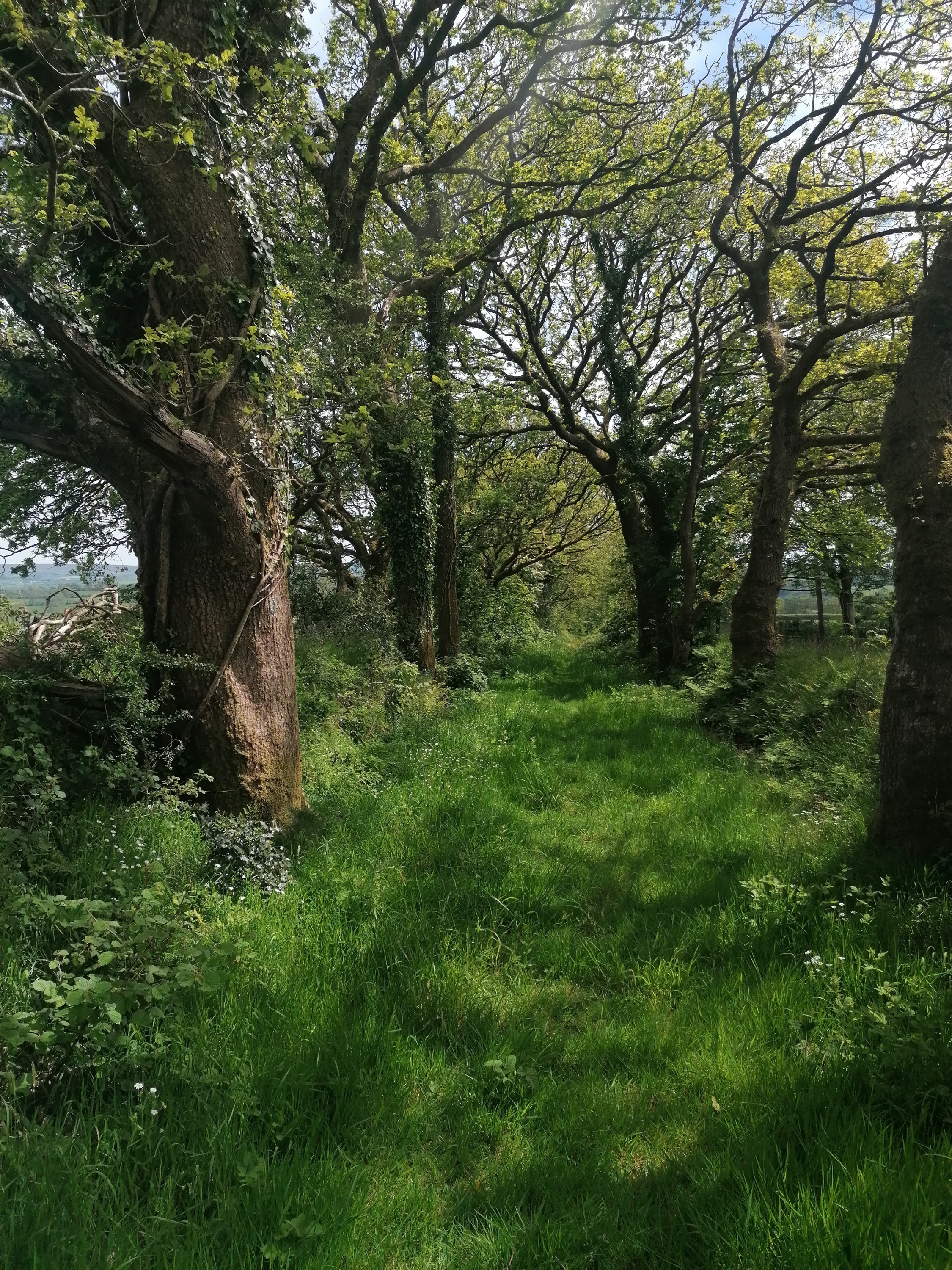 Capel Dewi - Coed y Foel