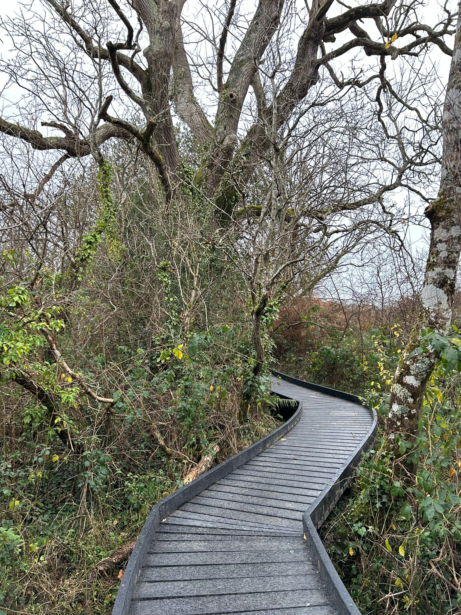 Teifi Marshes
